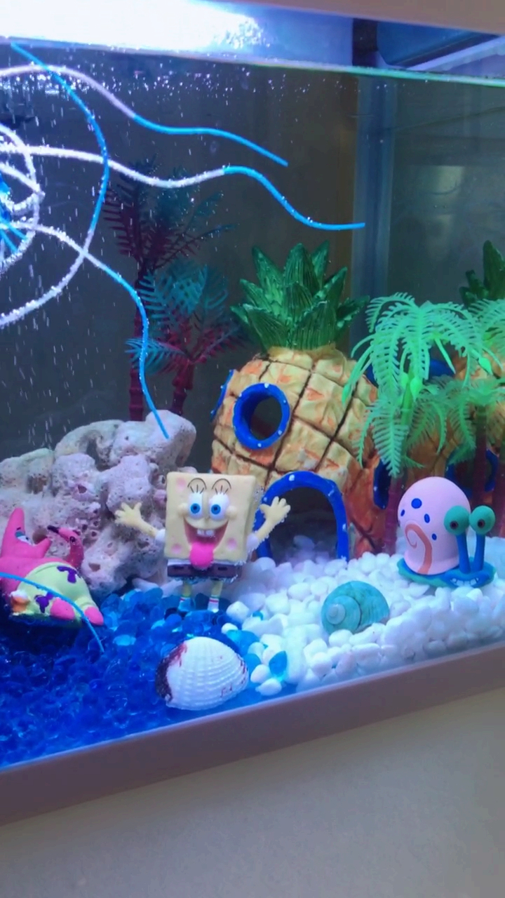 #海绵宝宝#新买的桌面鱼缸自己造景海绵宝宝派大星小窝还有水母宝宝和菠萝屋,现在在养水