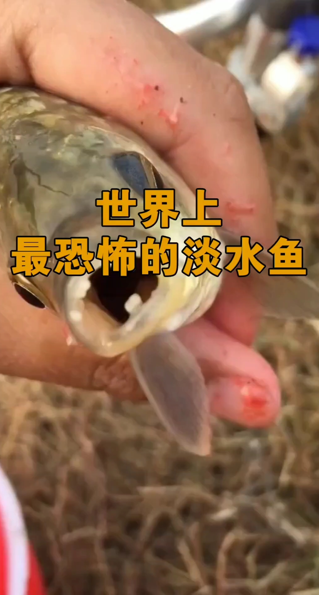 世界上最恐怖的鱼,比食人鱼还恐怖百倍,万一见到千万别下水!