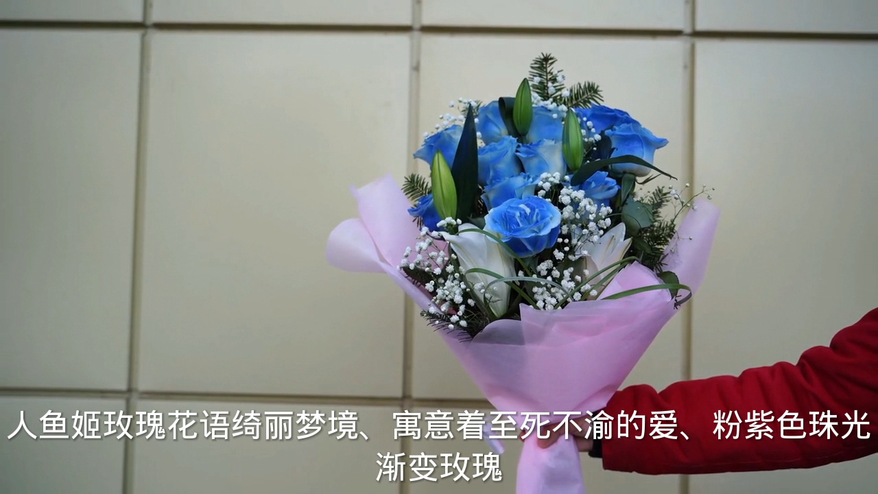 人鱼姬玫瑰花语和寓意