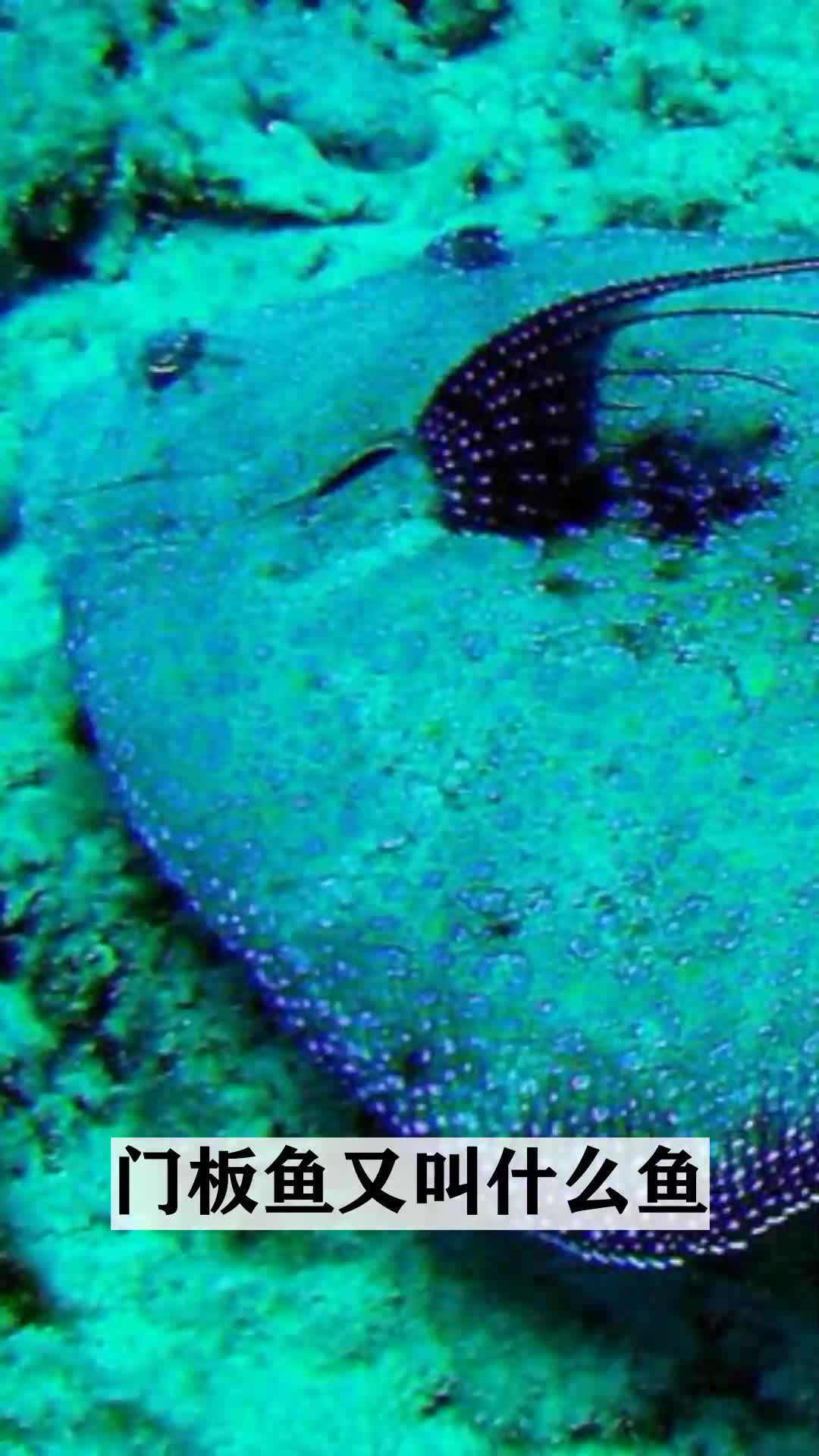 门板鱼又叫什么鱼