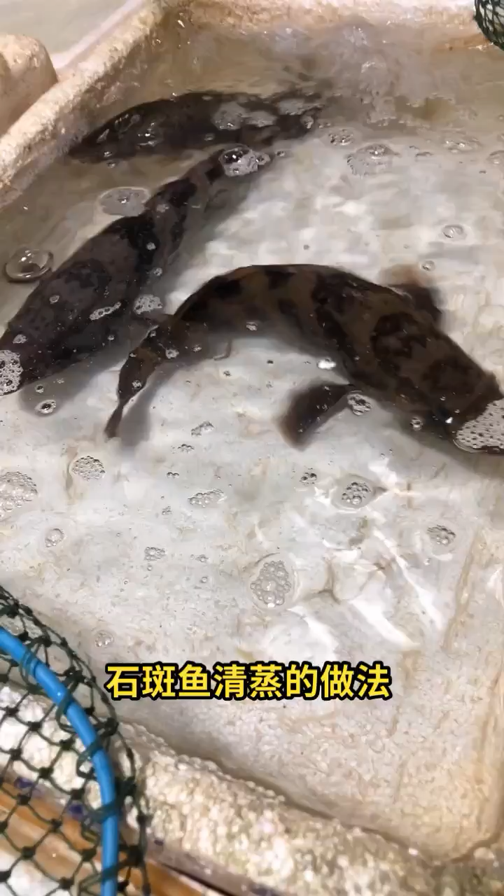 石斑鱼清蒸的做法