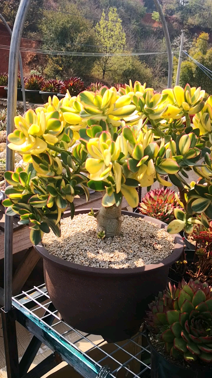 #有一种可爱叫多肉!#长成了大捧花的落日之雁老桩树,远看近看都是美美哒!