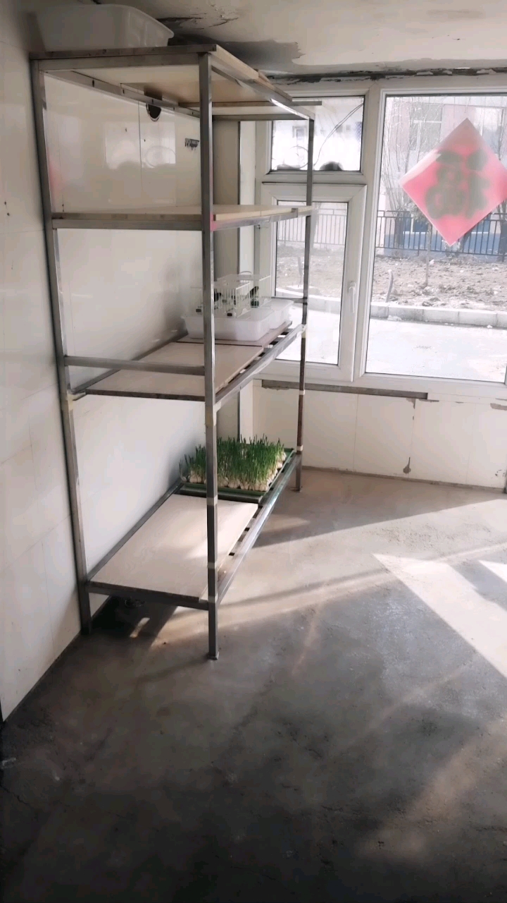 黄鸟叫声