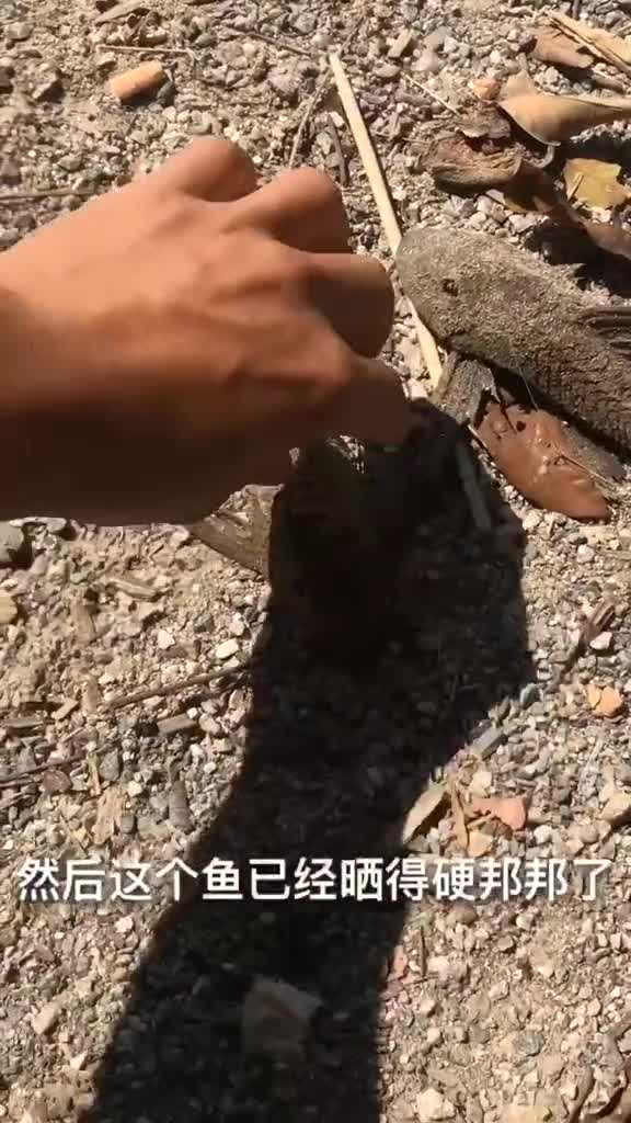 看来是真的能复活呀,外来物种清道生命力顽强#清道夫鱼