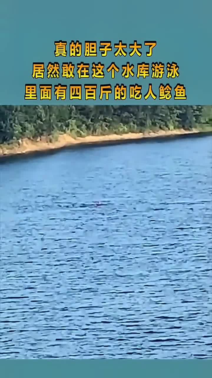 400斤吃人鲶鱼