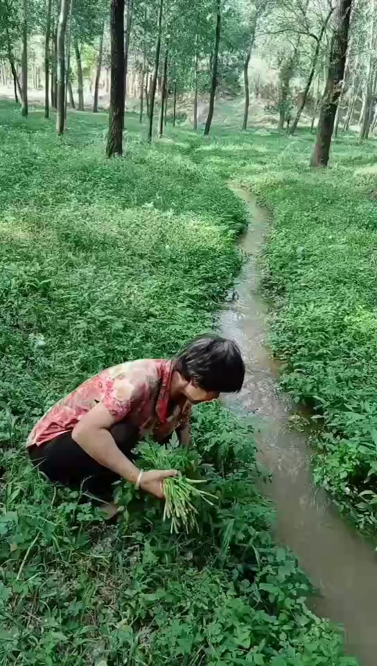 回家随口说了一句想吃水根菜,下午妈妈就到小溪边采摘,孩子的请求父母总会尽力满足