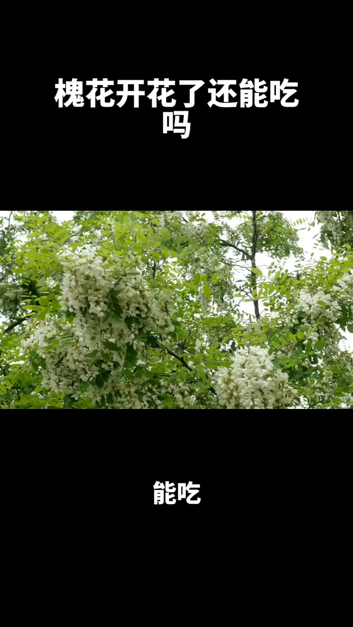 槐花开花了还能吃吗