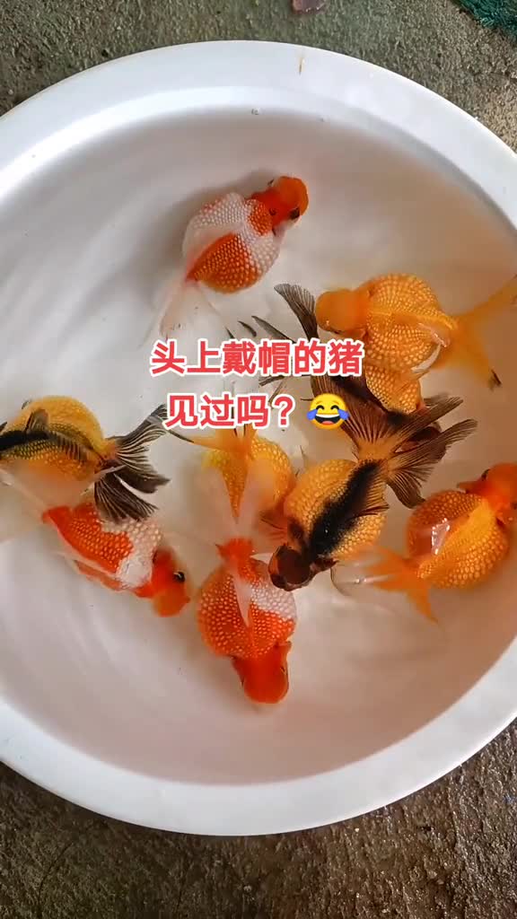 珠珠有很多花色,头上戴冠的珠,你见过吗?