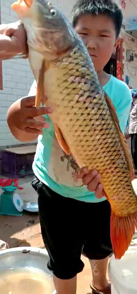 鲤鱼王