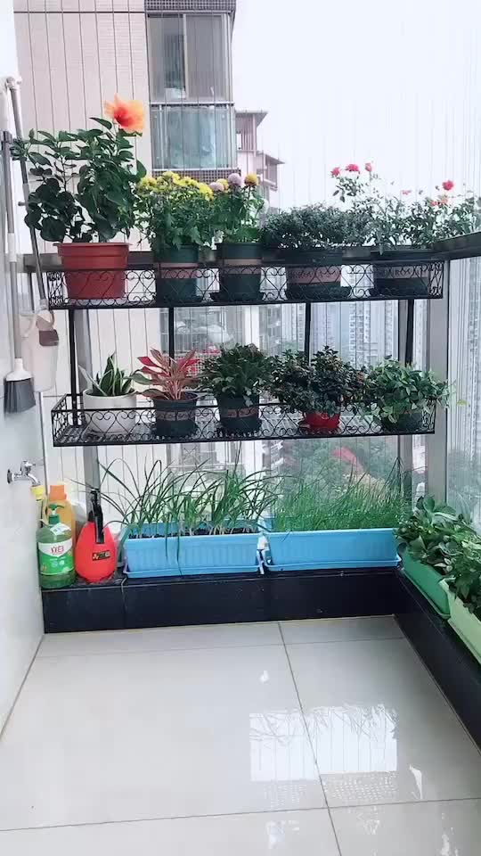 没有洋房,没有别墅,没有小院,只能把阳台装扮成自己喜欢的小花园。阳台 花园养花 