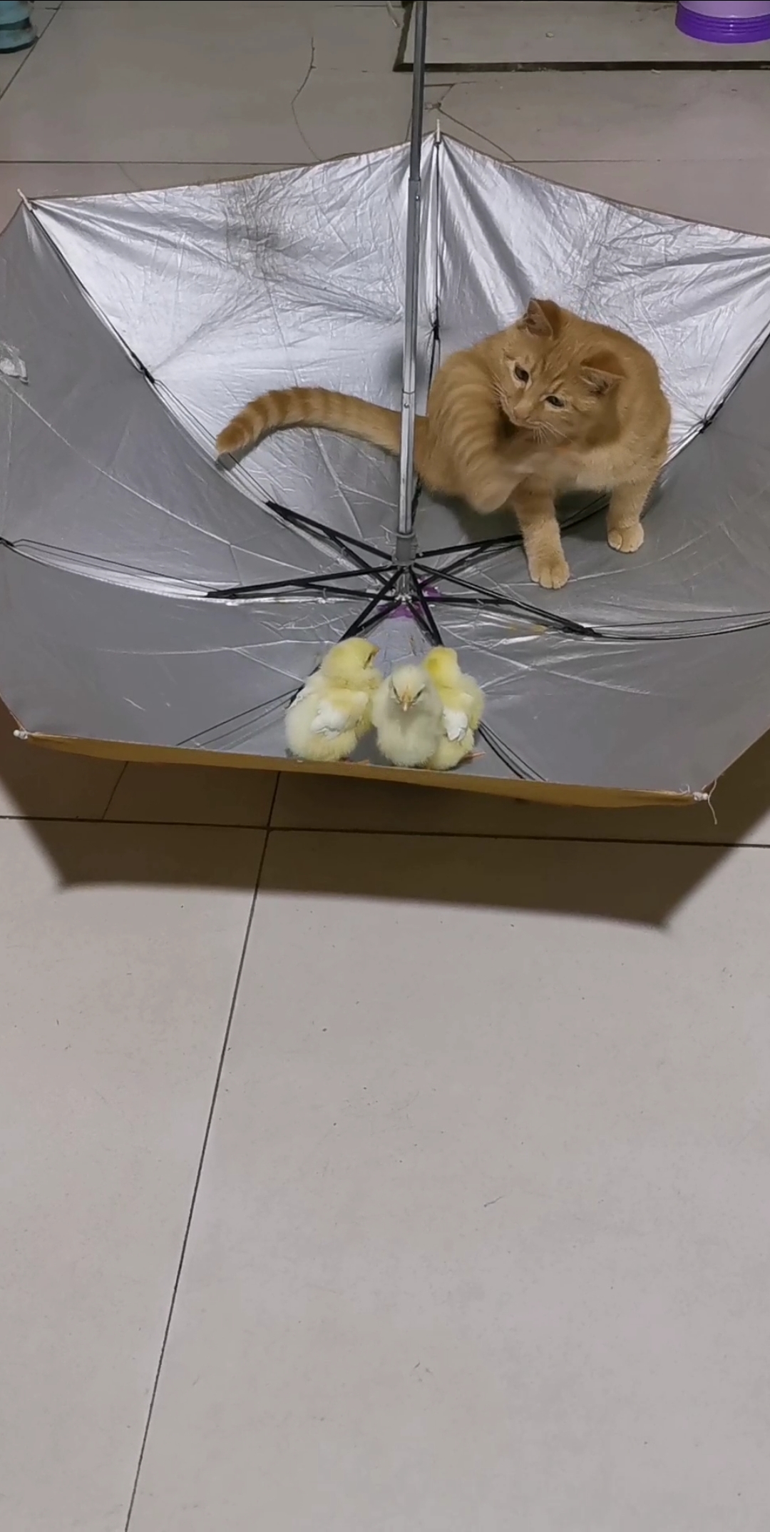 小鸡宝宝好聪明,趁着猫妹挠痒痒,假装走到两个小伙伴中间,等猫妹反应,飞走了...