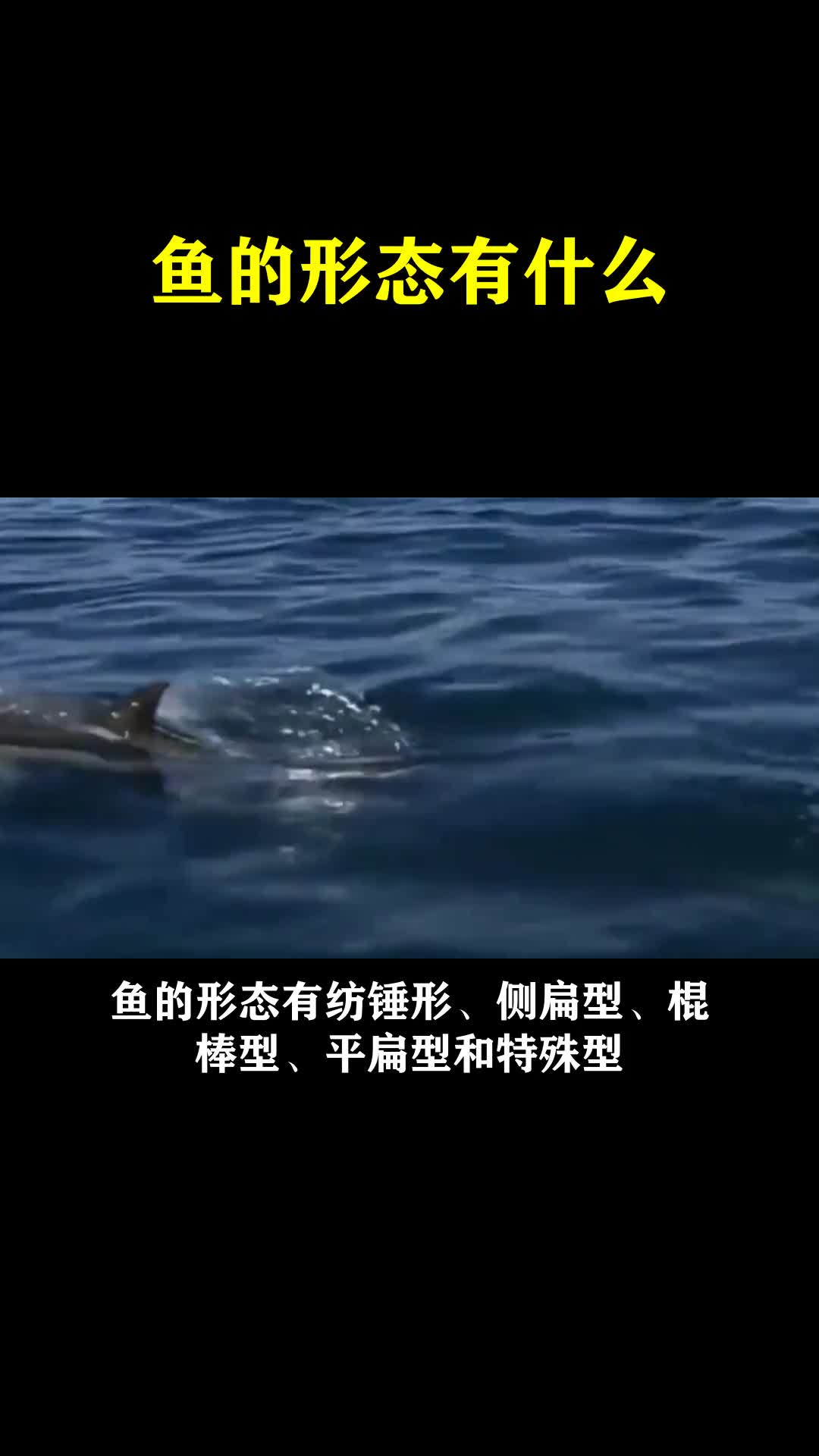 鱼的形态有什么