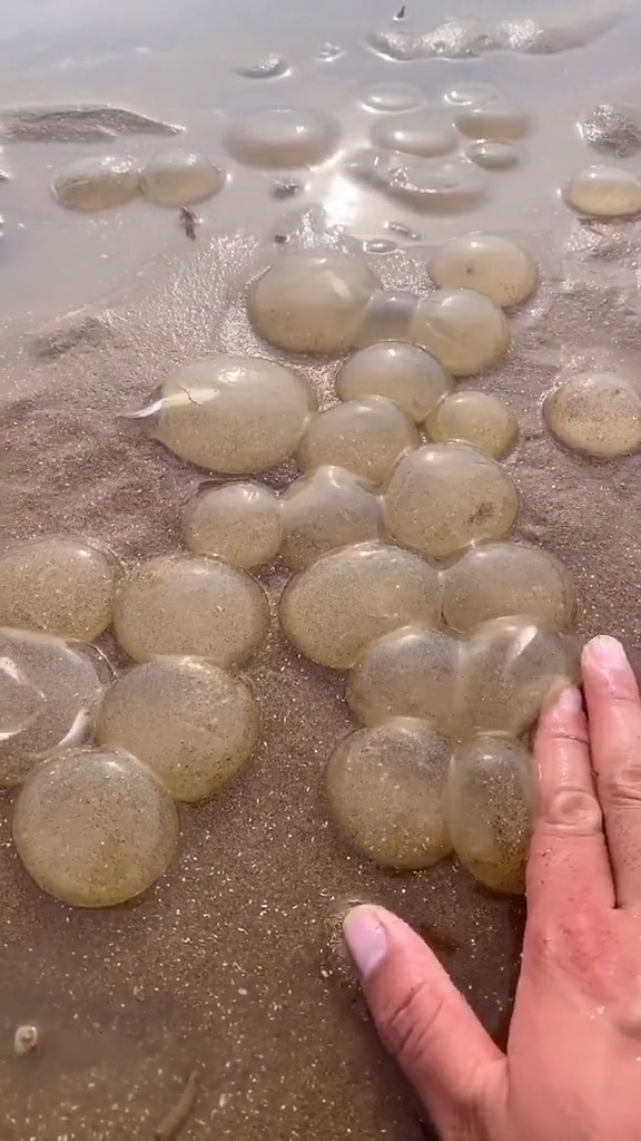#赶海捉海鲜#你们知道这些是什么鱼的卵吗？