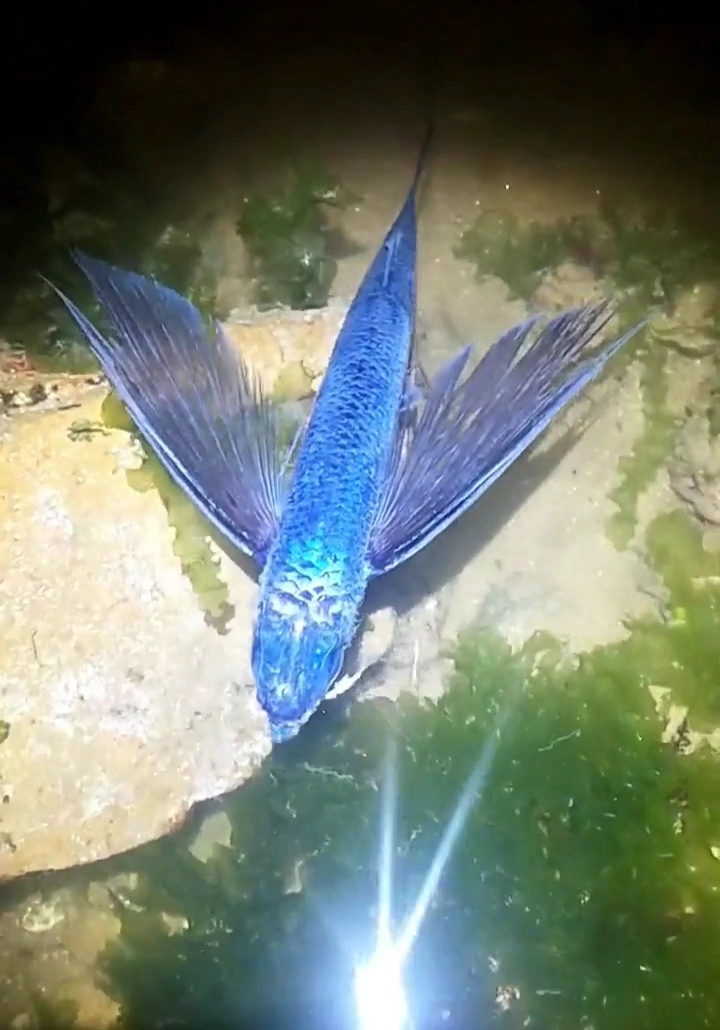 燕子飞鱼 