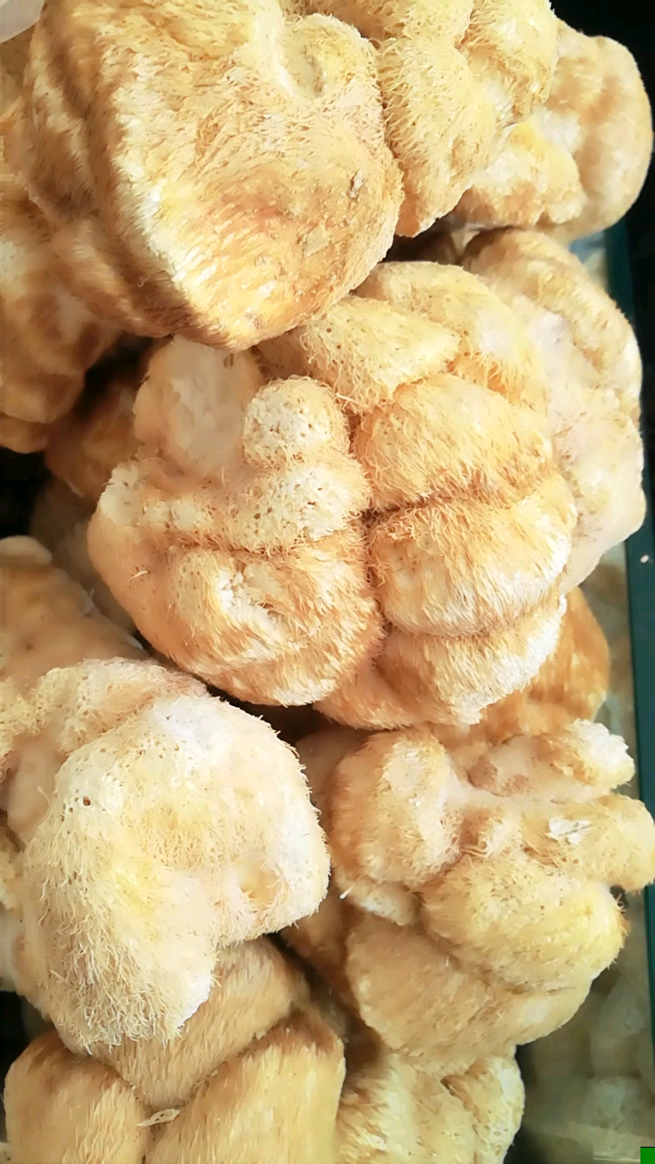 猴头菇和灵芝d(д)