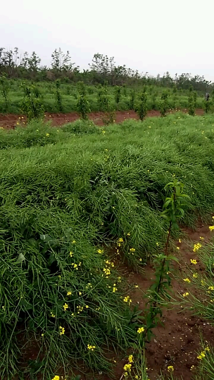 还记得那金黄的油菜花吗,现在它们成熟了