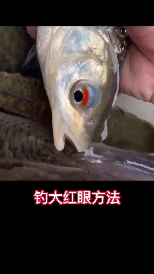 红眼鱼怎么钓?用什么饵?