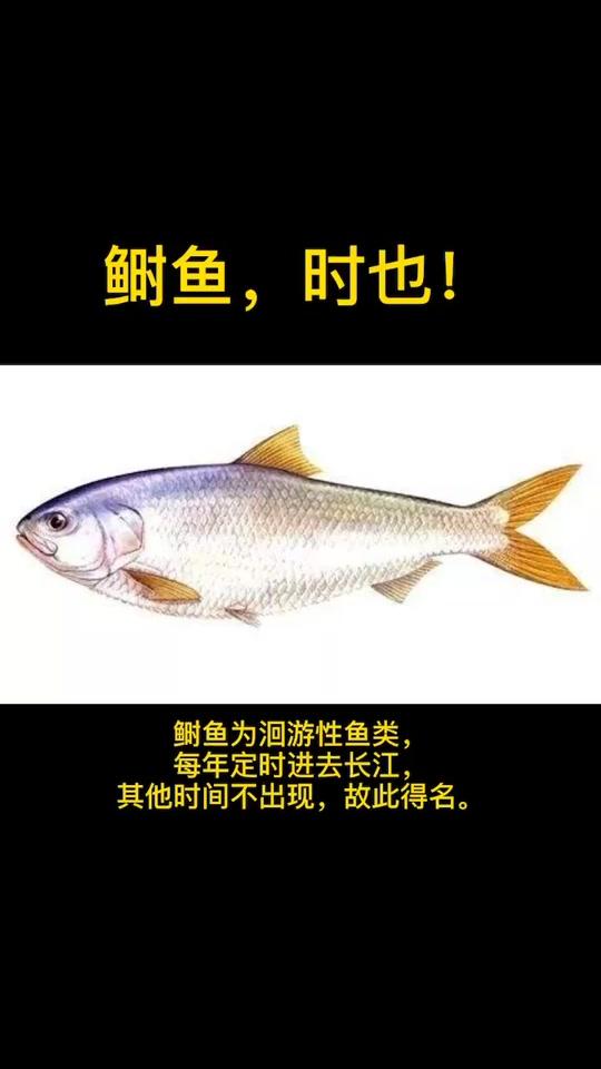 传说中的鱼!#长江三鲜#鲥鱼