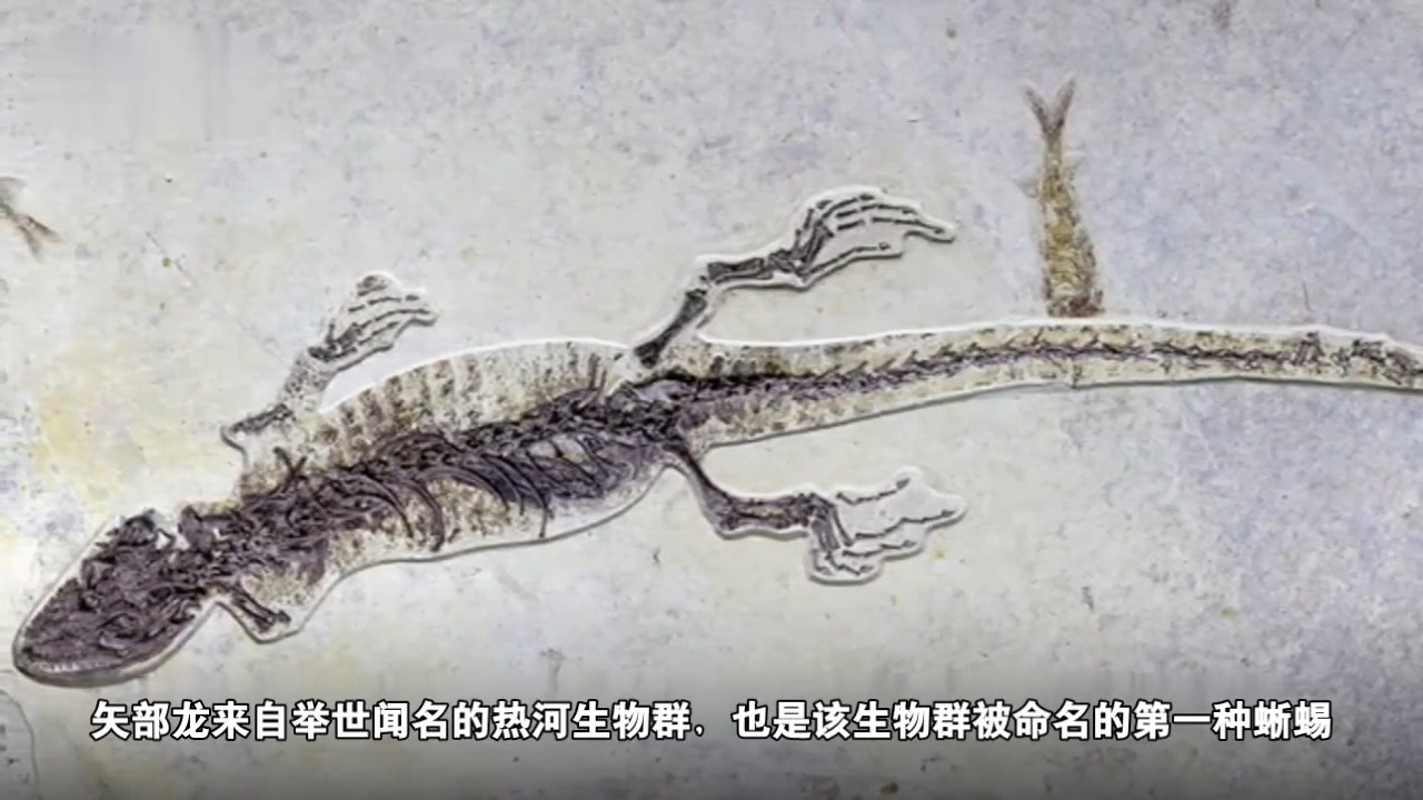 #娱乐#古生物学家邢立达发现罕见胃容物标本,一亿年前蜥蜴吃古代小龙虾