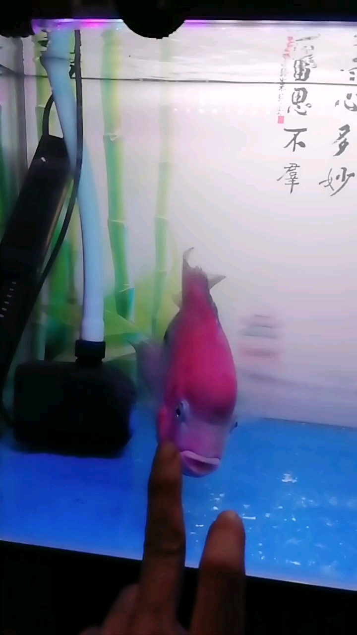 不起头的大幻彩罗汉