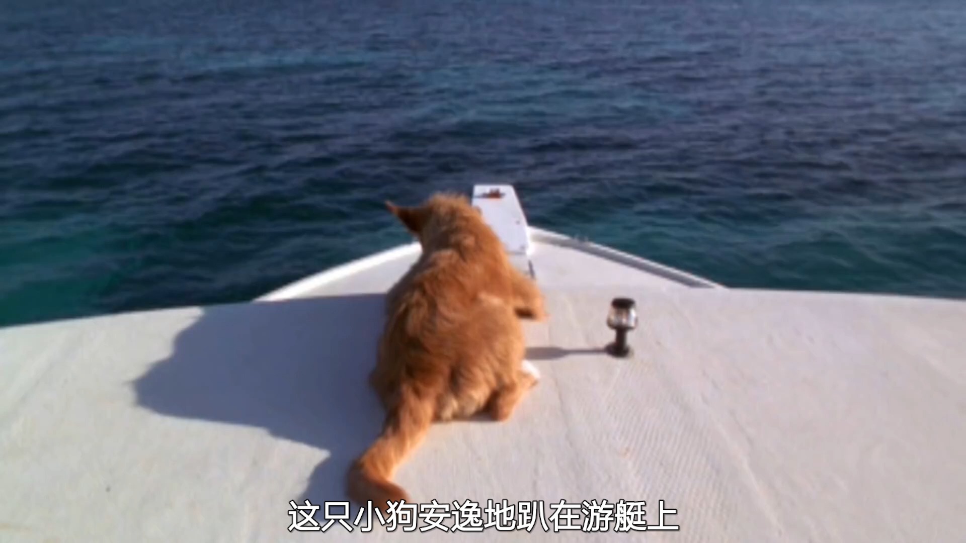 #纪录片#小狗意外掉入海里被鲨鱼追杀,危急时刻小海豚出手相救击退鲨鱼