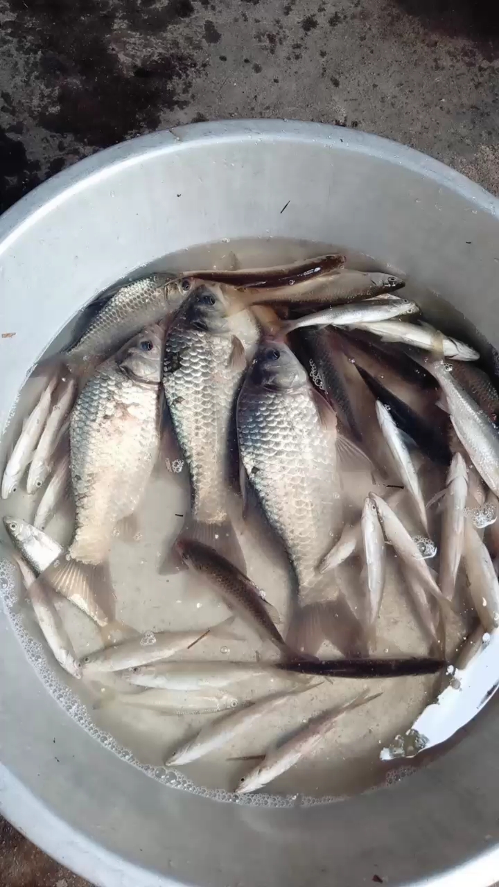 老公今天又钓了三只大白鲫鱼厉害