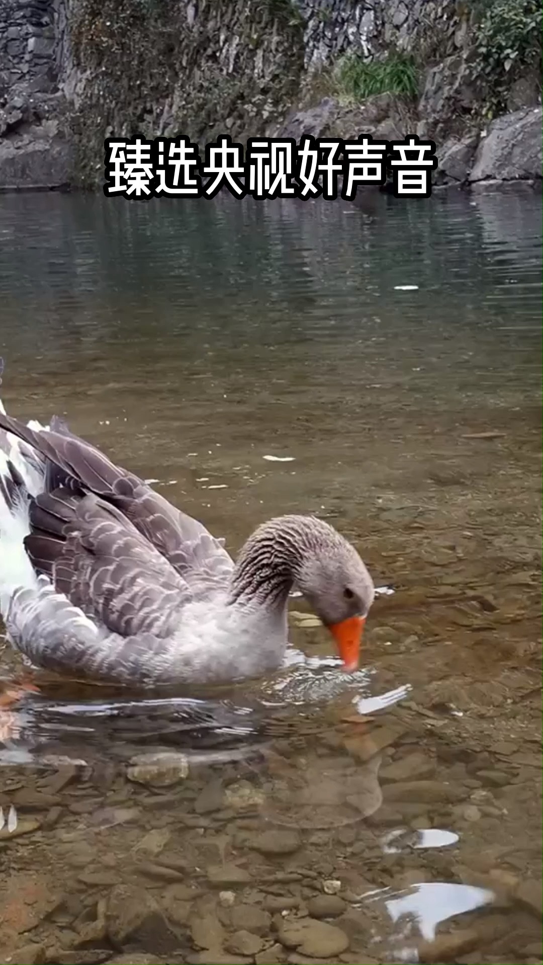 水产销售广告