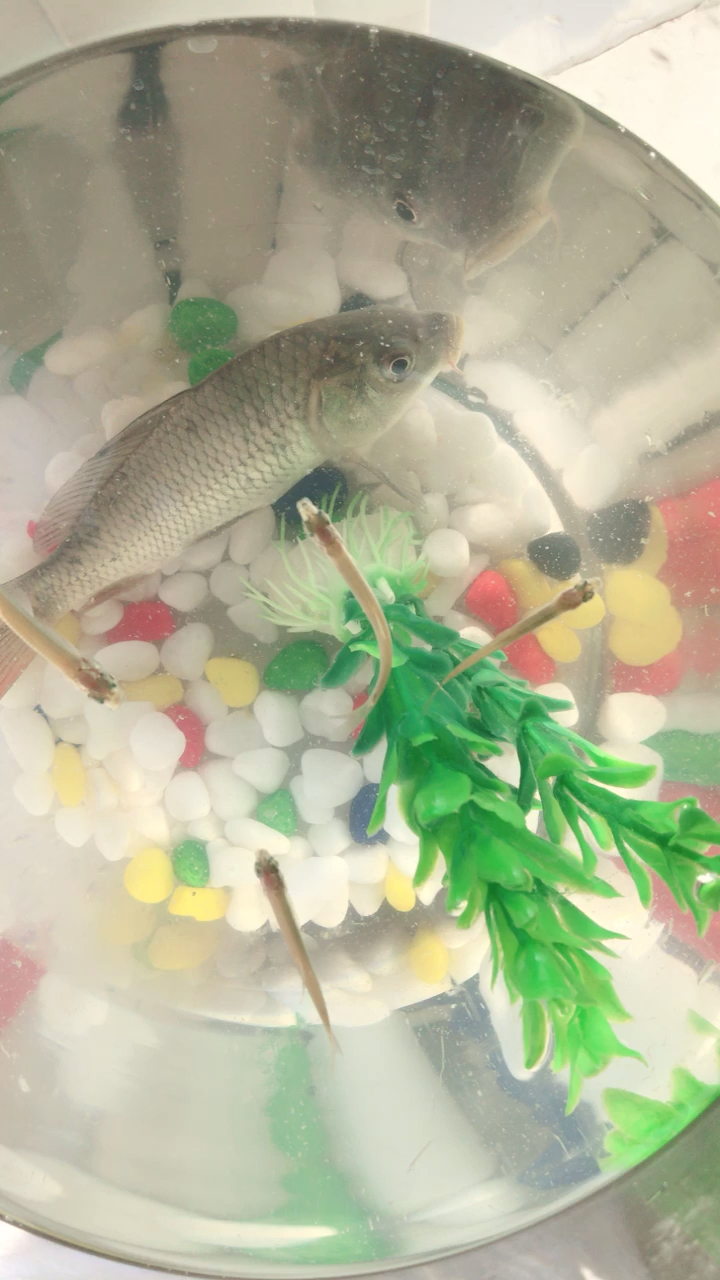 小鲤鱼照镜子了