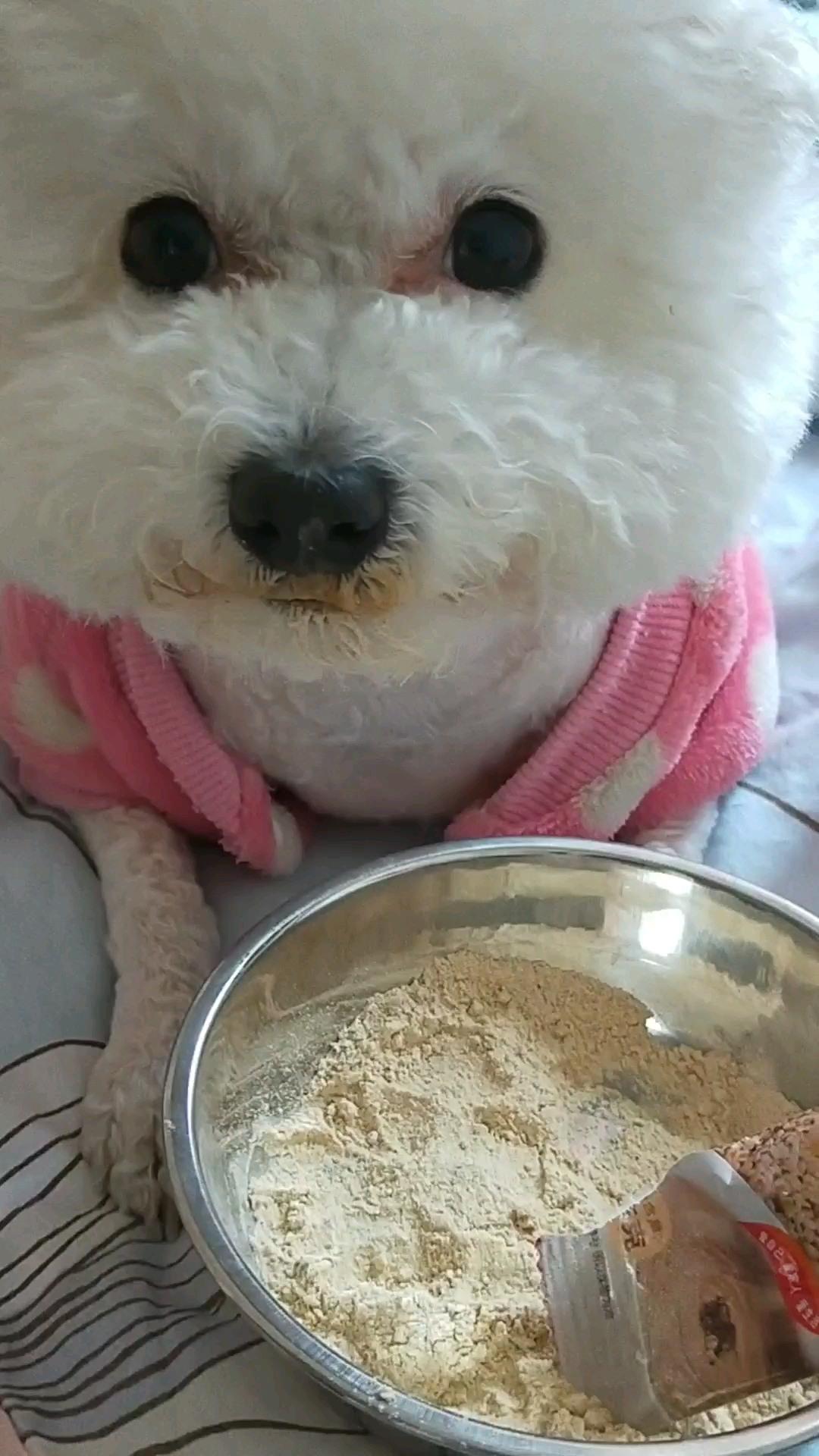 这狗子养不起啊