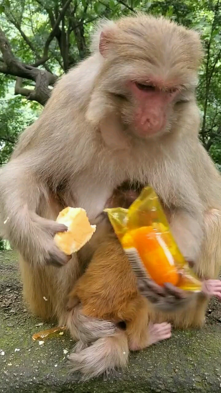 达利园面包