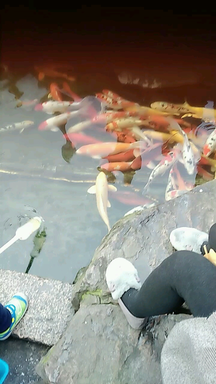 水中鱼儿游,岸边涌人流。 观赏心舒畅,无锡只足迹留。