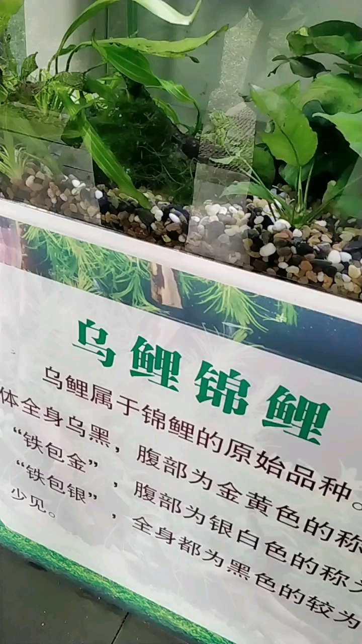 分享视频