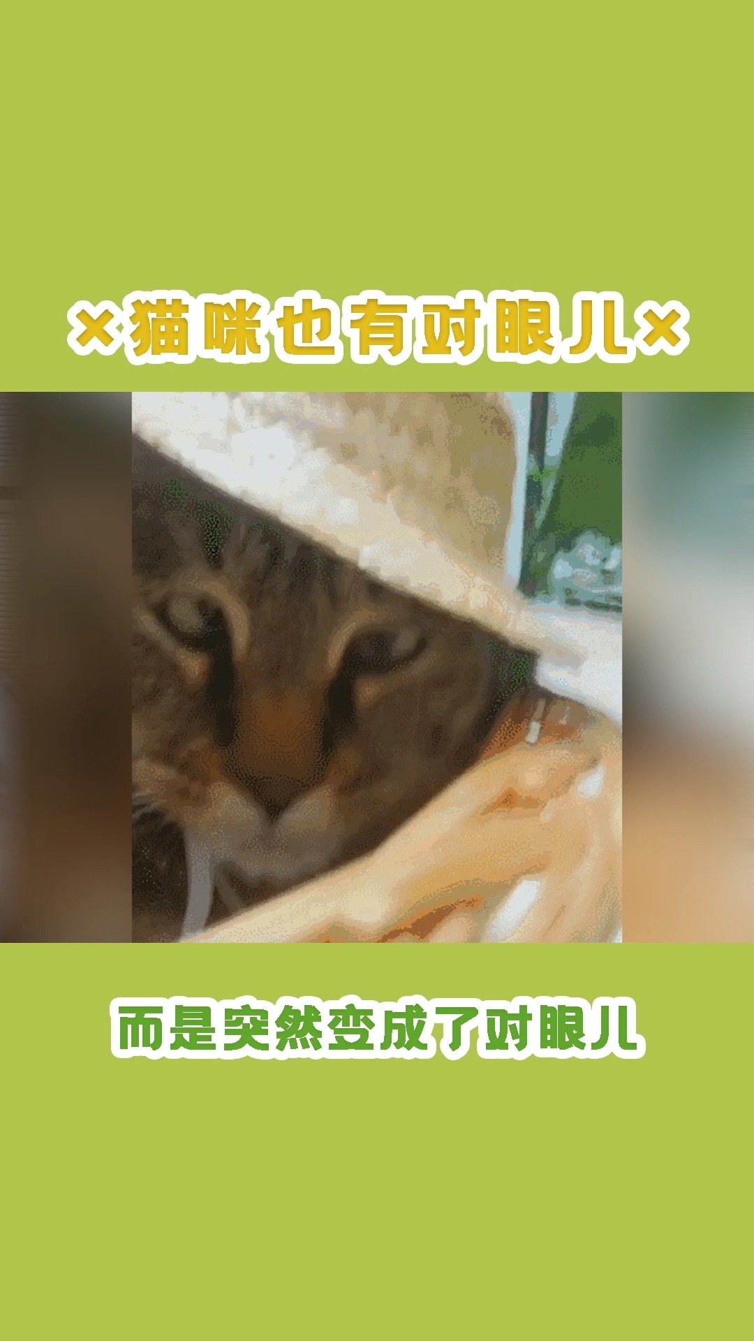 #猫#猫咪居然也会“斗鸡眼”?