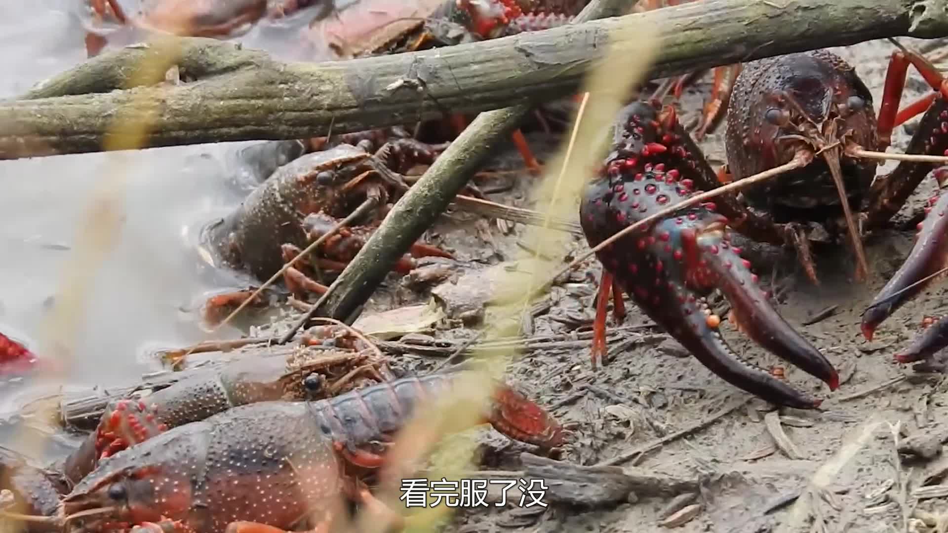 最危险的“虾兵蟹将”,战斗力爆表,看完服了没!