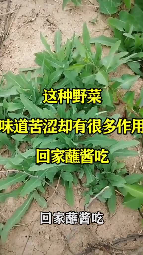 这种野菜,味道苦涩却有很多作用,回家蘸酱吃,