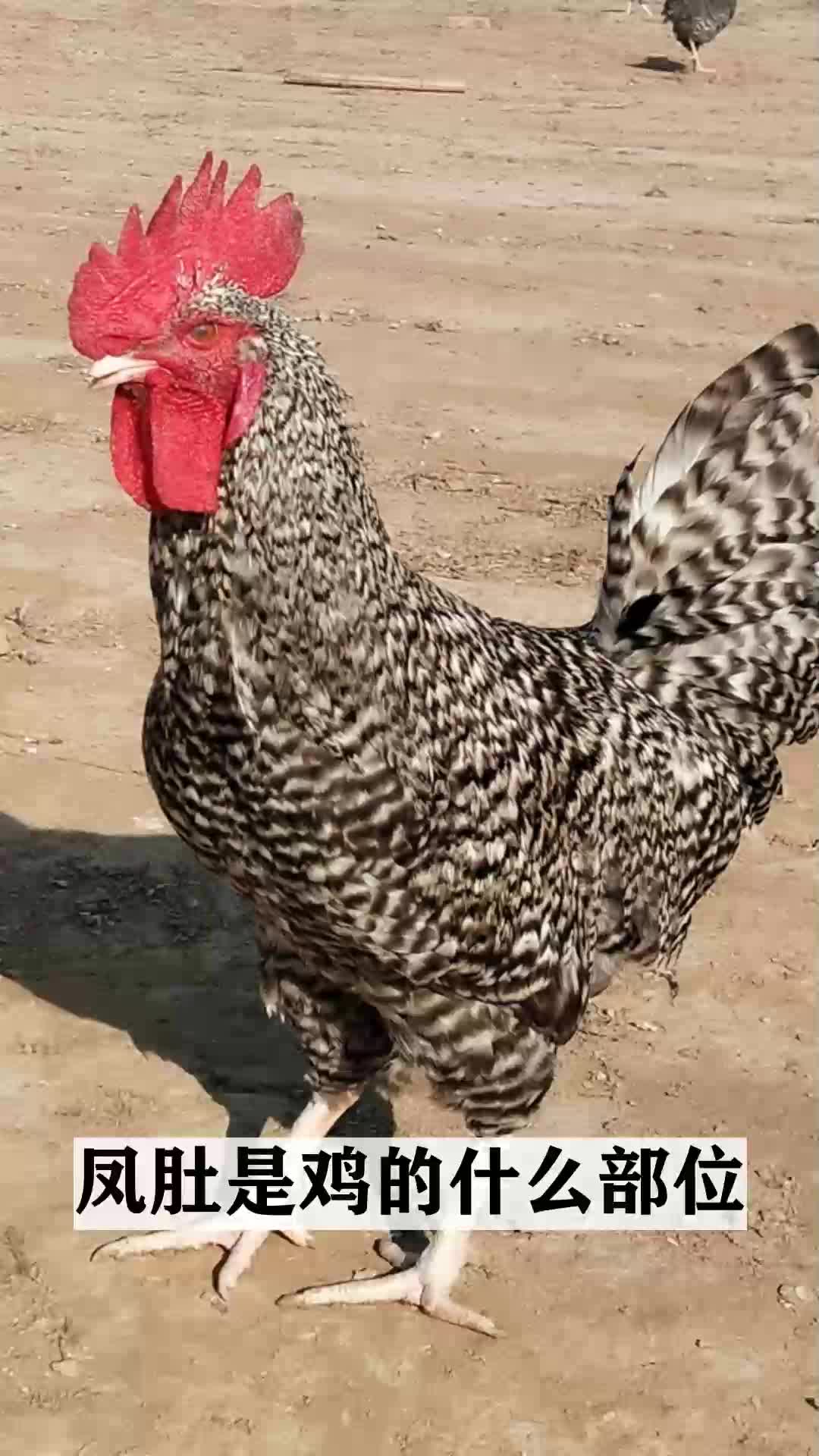 凤肚是鸡的什么部位