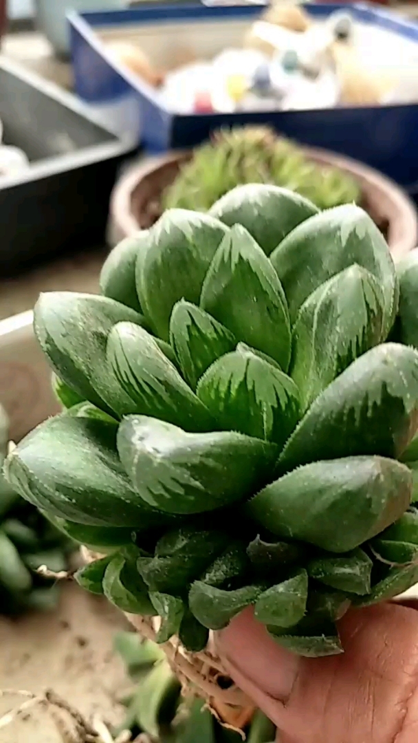 多肉科普教学系列之《雨露寿》是雨露和寿杂交品种,因时间关系不明白的留言评论交流。