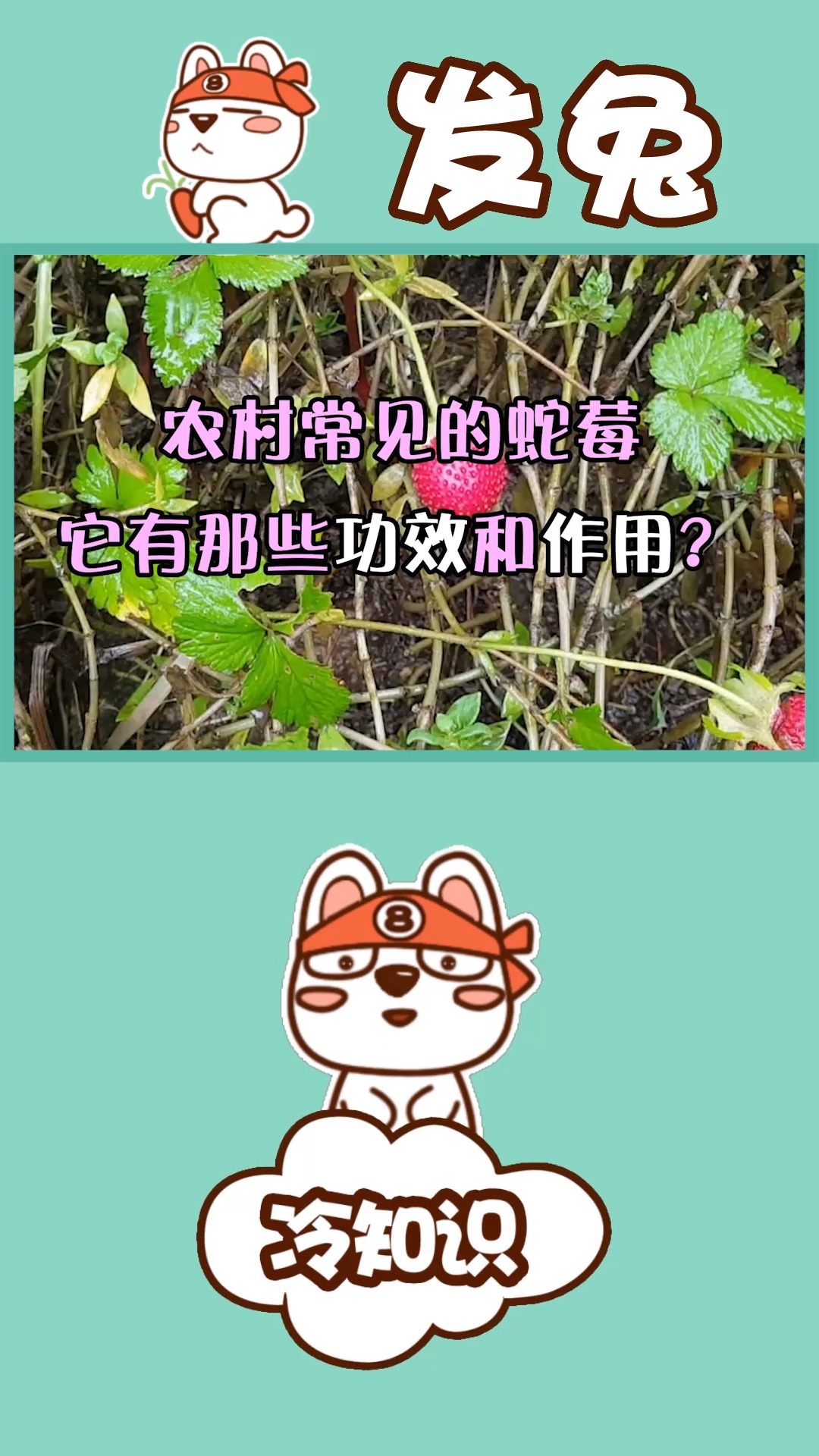 农村常见的蛇莓能吃吗?它有那些功效和作用?