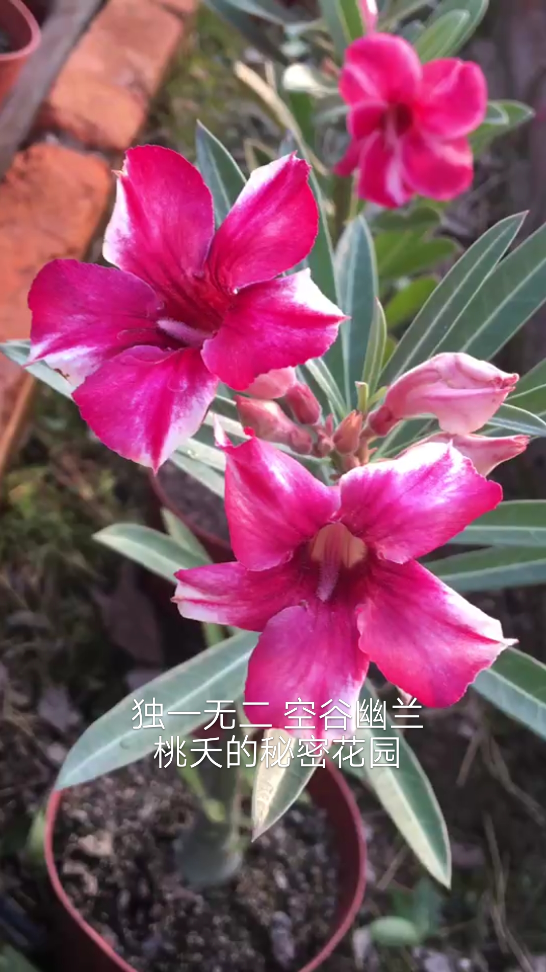 沙玫原生单瓣独一无二的花色，似空谷幽兰，雅♂♀#沙漠玫瑰#赏花