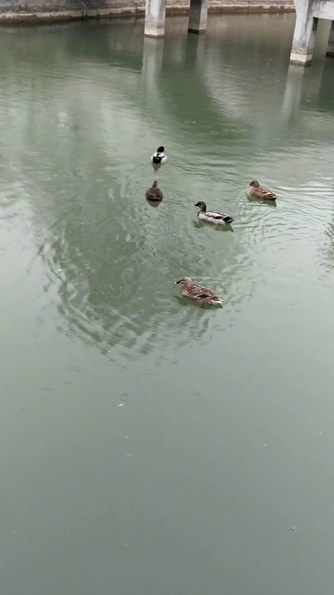 下雨了,鹅鹅鹅,曲项向天歌 