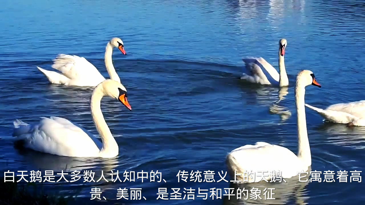 白天鹅和黑天鹅的寓意