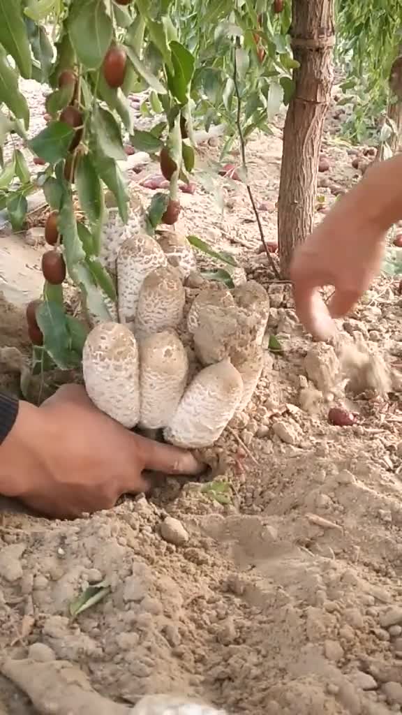 看看这野生的鸡腿菇,就知道我家红枣有多好