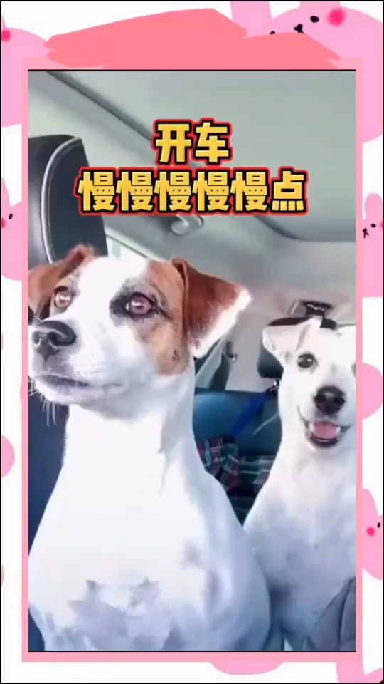 #搞笑视频#把狗子吓出了母鸡下蛋的叫声！