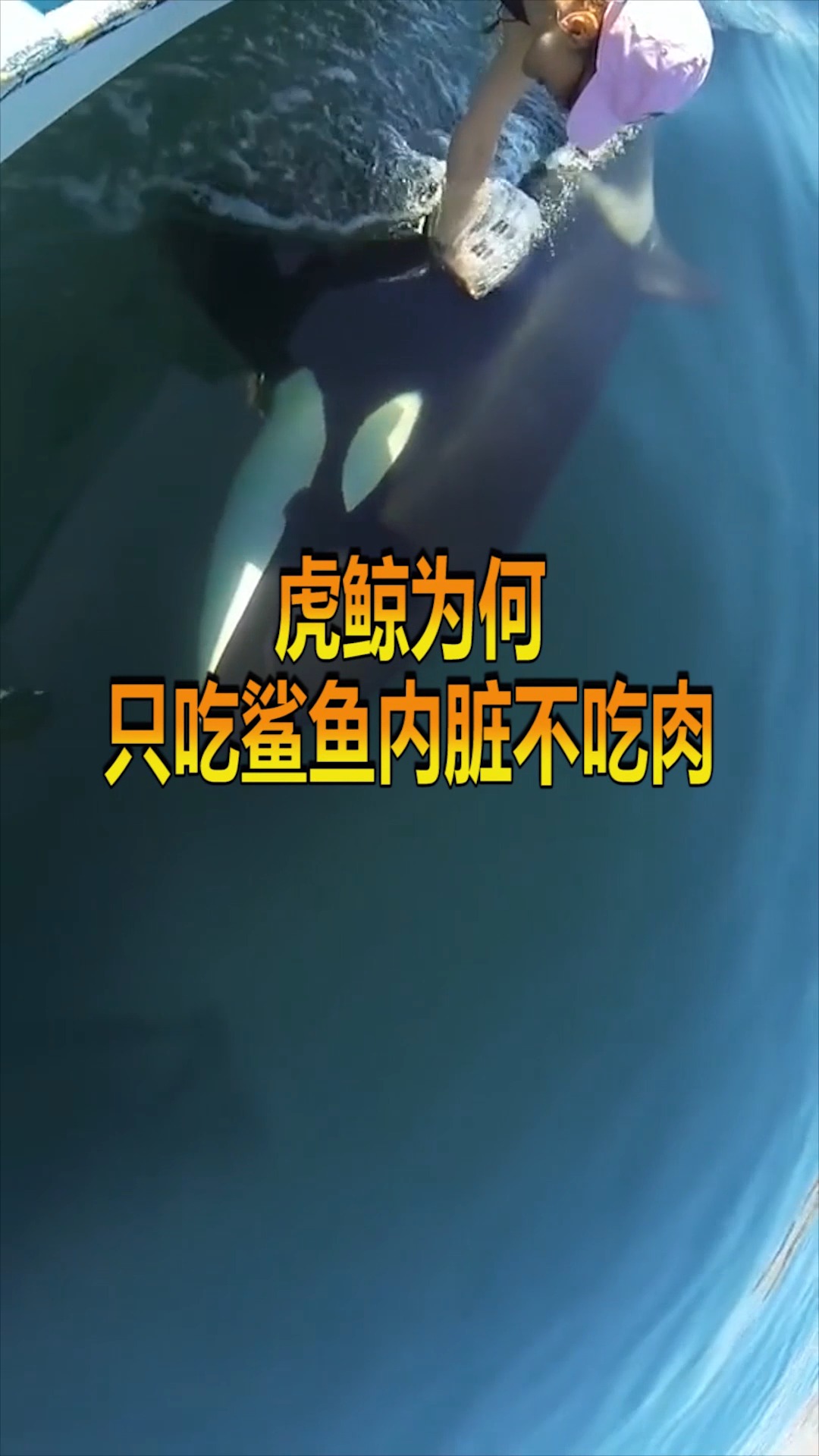 #奇趣#虎鲸为何,只吃鲨鱼内脏不吃肉,看完我也不吃了!