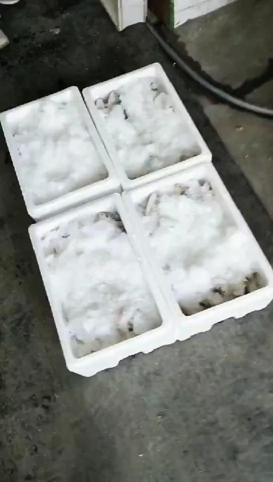 东营特产黄河刀鱼,送礼佳品,领导最愿意吃的特色