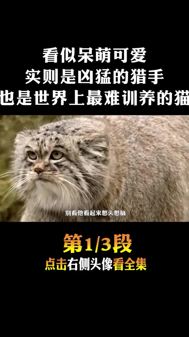 #动物世界#外表呆萌可爱1