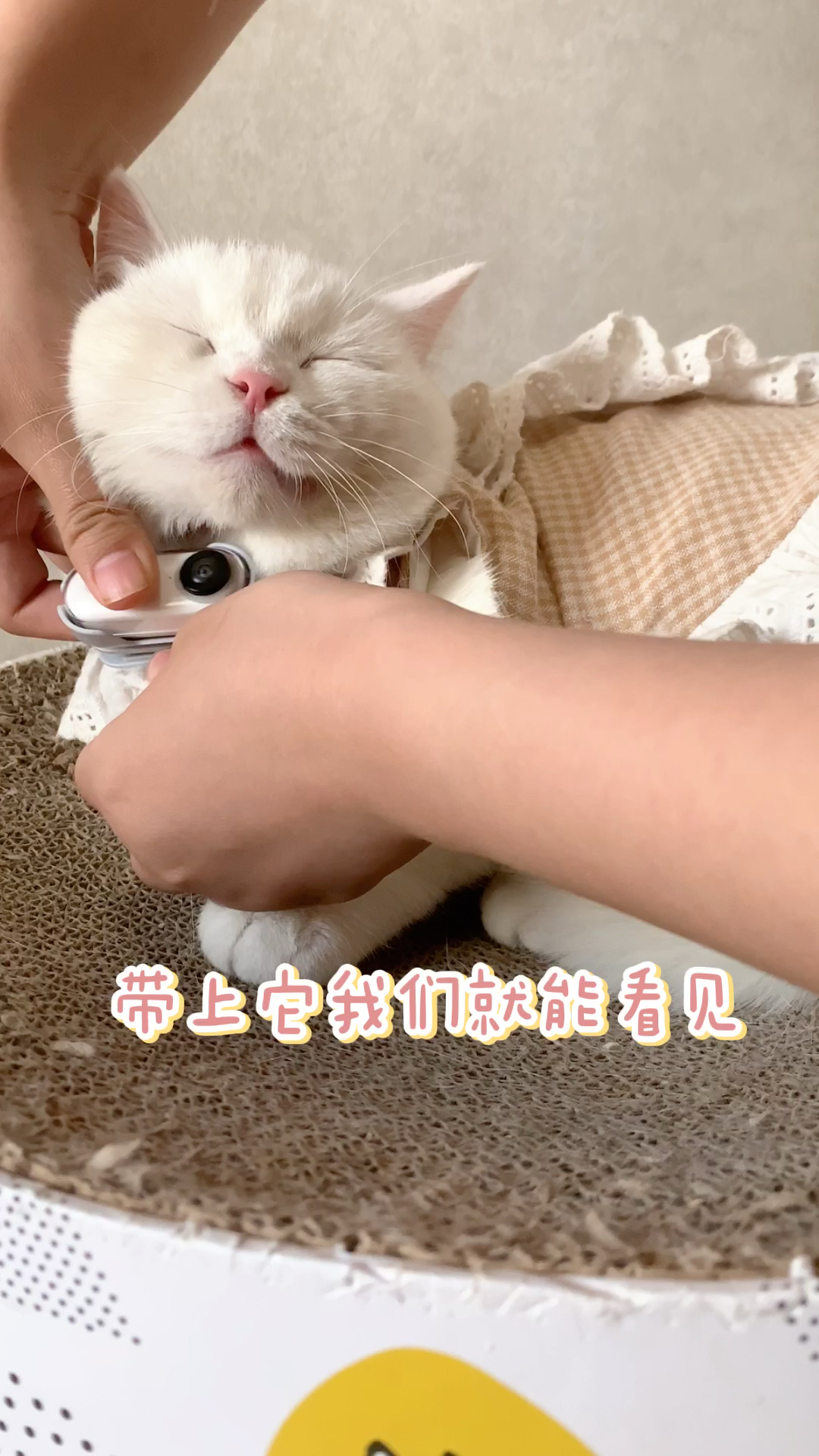 #小小爱宠萌化你#给大家看看泡芙第一视角的世界是什么样子的