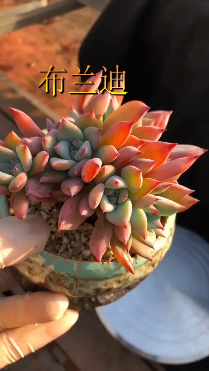 #明星娱乐#多肉植物:布兰迪!0