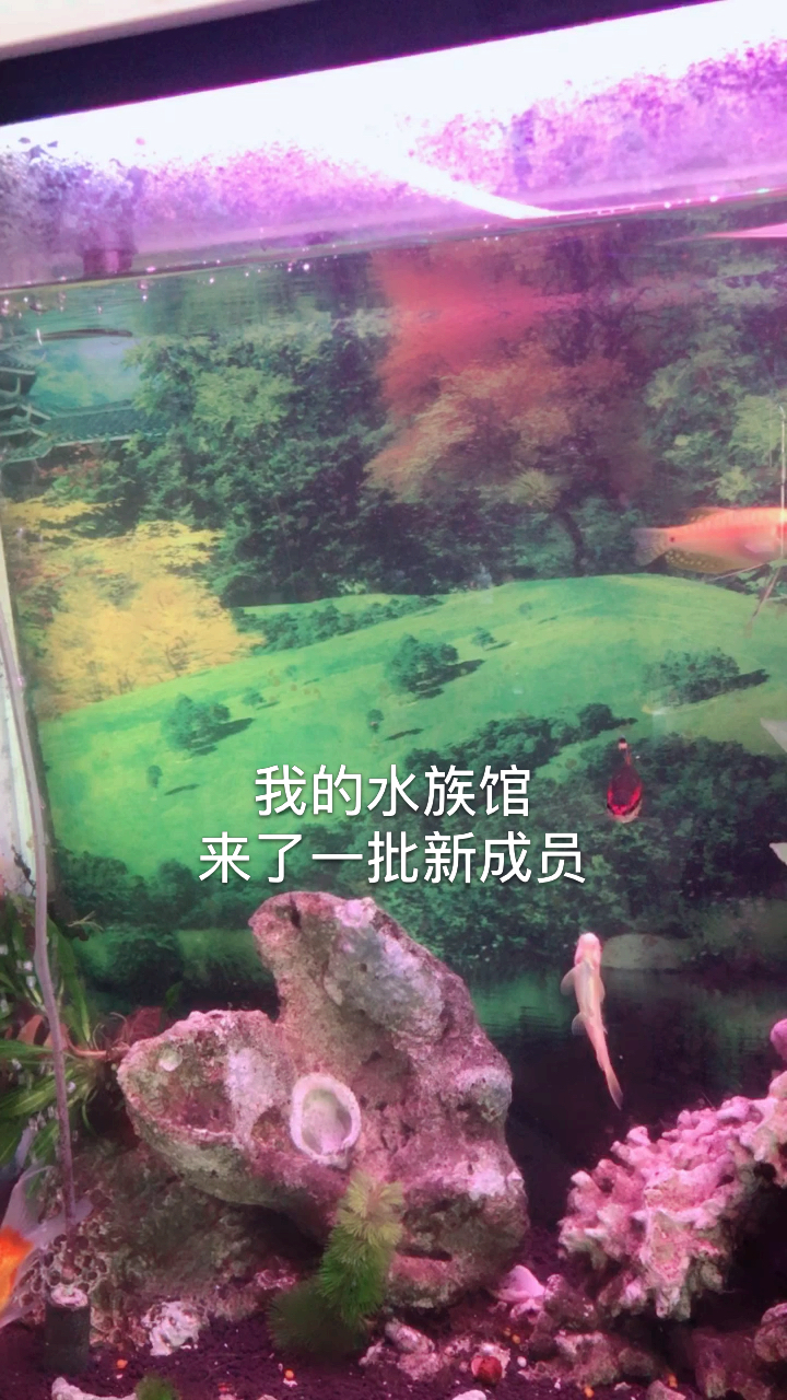 新品种