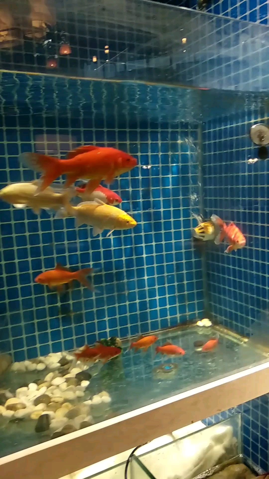娃娃鱼